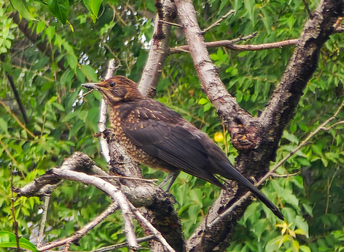 Eurasian Blackbird