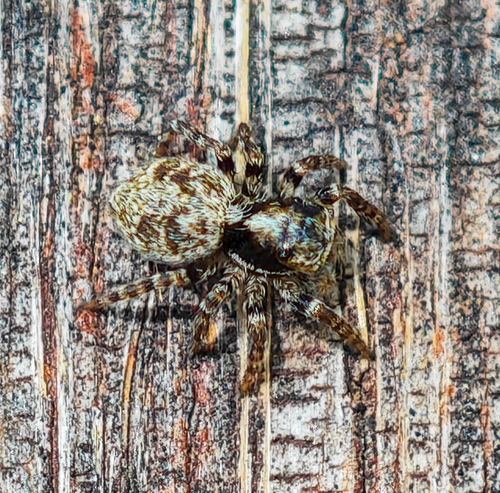 Pseudeuophrys obsoleta
