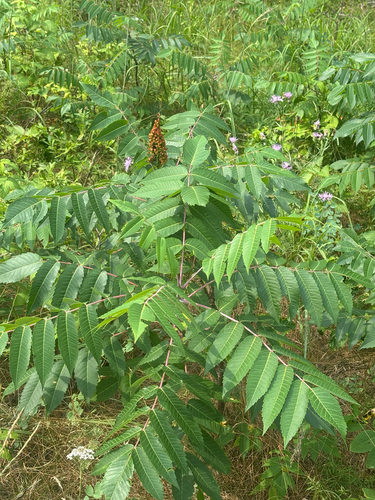 smooth sumac