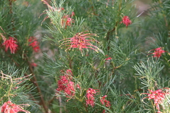 Grevillea preissii