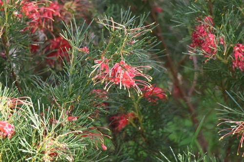 Grevillea preissii, photograph 1
