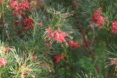 Grevillea preissii, photograph Astrid Osborne, CC0, iNaturalist via GBIF