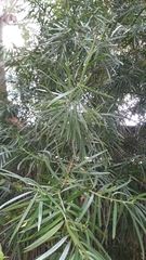 Afrocarpus falcatus
