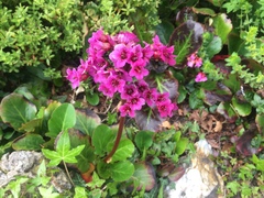 Bergenia crassifolia