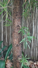 Afrocarpus falcatus