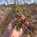 Acacia mellifera