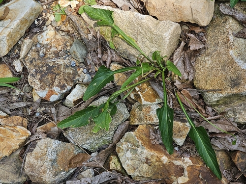 Viola mandshurica observed 2026-08-01