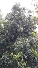 Afrocarpus falcatus