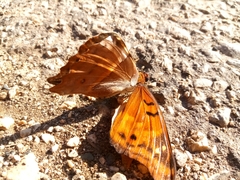 Doxocopa thoe