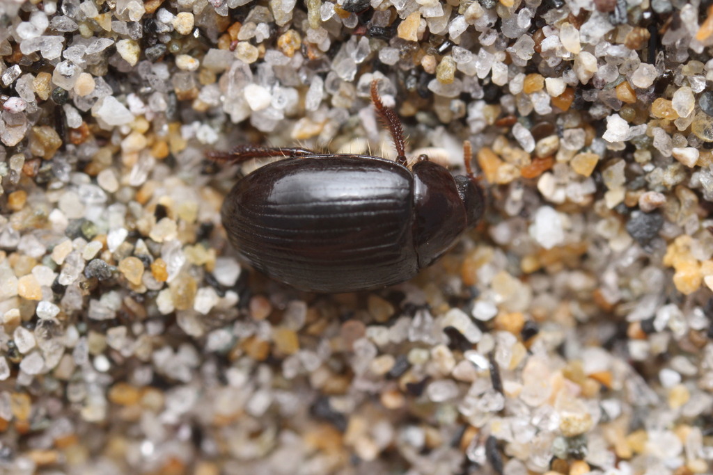 Trachyscelis sabuleti