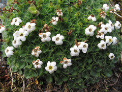 Myosotis pulvinaris
