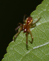Anelosimus studiosus