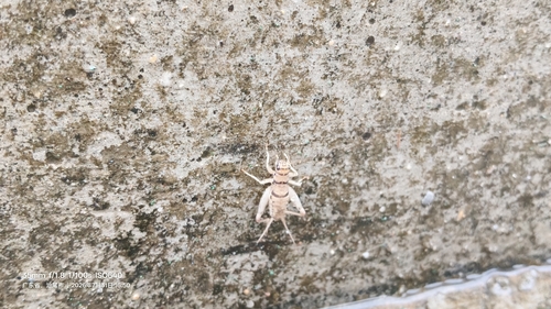 Tropical House Cricket