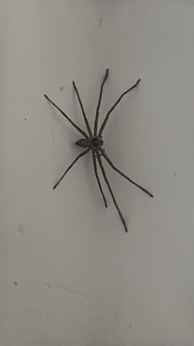 Pantropical Huntsman Spider