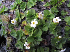 (c) John Barkla, some rights reserved (CC BY) Myosotis pulvinaris, photograph (c) John Barkla, some rights reserved (CC BY)