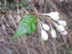 Staphylea bumalda