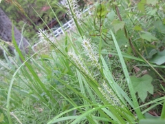 Carex dispalata
