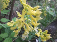 Corydalis speciosa
