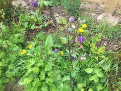 Aquilegia vulgaris