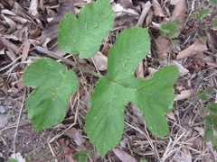 Heracleum moellendorffii