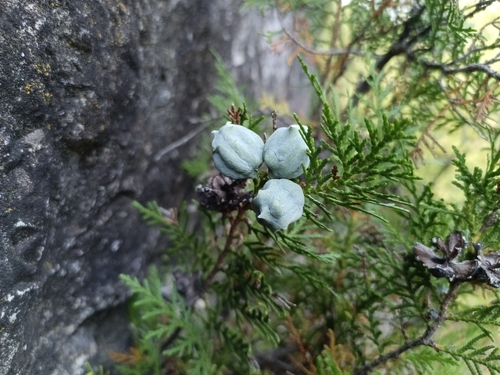 Platycladus orientalis