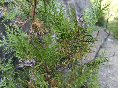 Platycladus orientalis, photograph 1