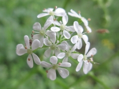 Osmorhiza aristata