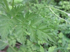 Osmorhiza aristata