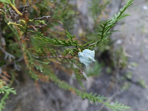 Platycladus orientalis, photograph 2