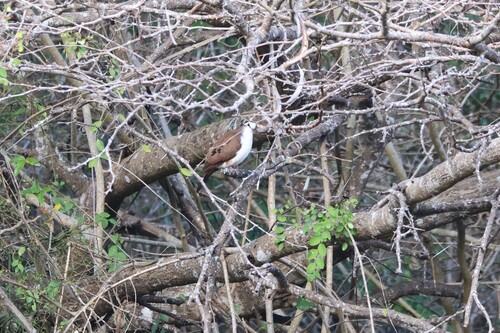 iNaturalist image