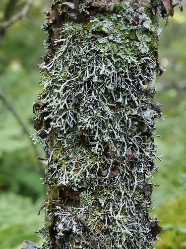 Hypogymnia vittata observed 2026-07-31