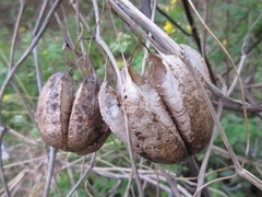 Aristolochia contorta