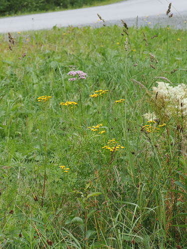 tansy
