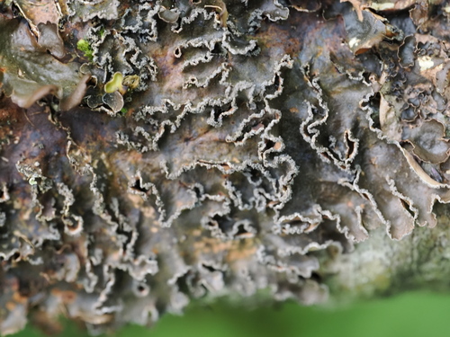 tree pelt lichen
