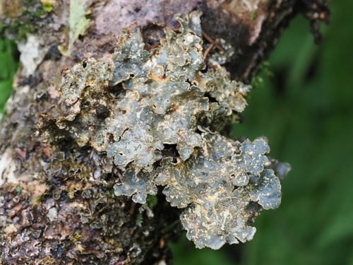 Textured Lung Lichen