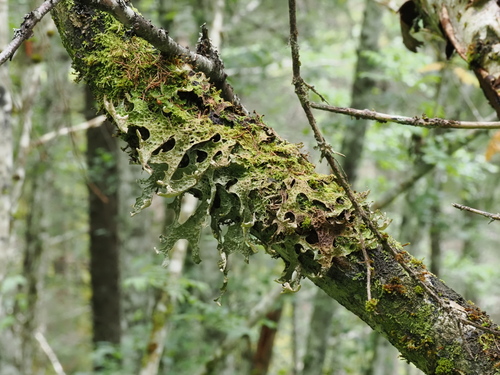 Tree Lungwort