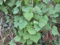 Menispermum dauricum