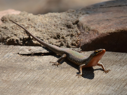 Speckle-lipped Mabuya