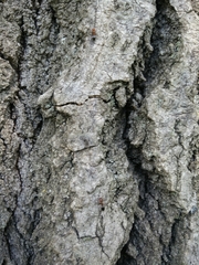 Crematogaster schmidti