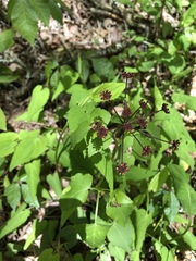 Thaspium trifoliatum trifoliatum
