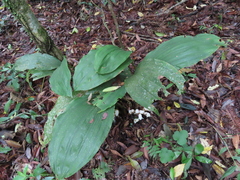Acanthophippium striatum