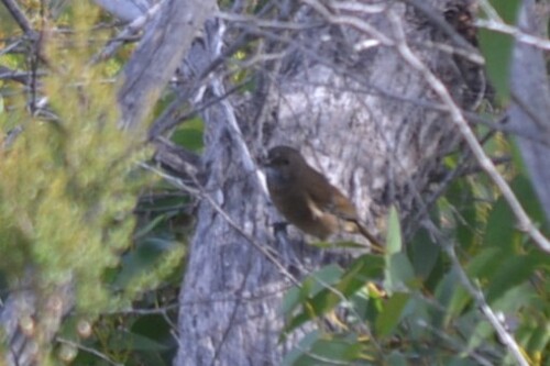 Olive Whistler (Pachycephala olivacea), photo 3