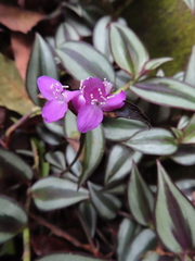 Tradescantia zebrina zebrina