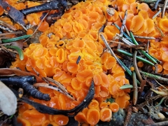 Byssonectria fusispora