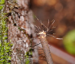 Xylaria filiformis