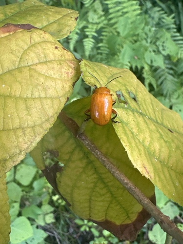 Podontia lutea