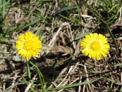 Tussilago farfara