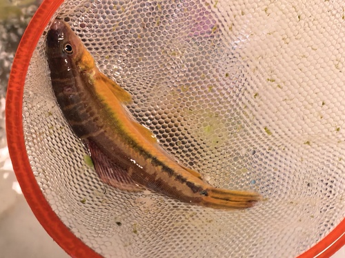 Beautiful loach (Traccatichthys pulcher) — Nemacheilidae — 2