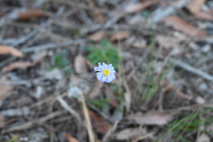 Brachyscome spathulata