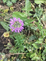 Erodium moschatum